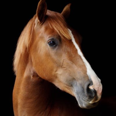 _WenPonyRacing's profile picture. shitcoin angel investor, generational dip buyer, friend tech farmer, rampage maxi