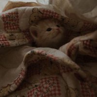 roo (@springybreak) 's Twitter Profile