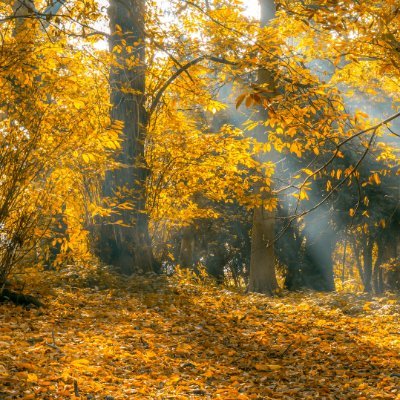 qfiance's profile picture. fl back 100%