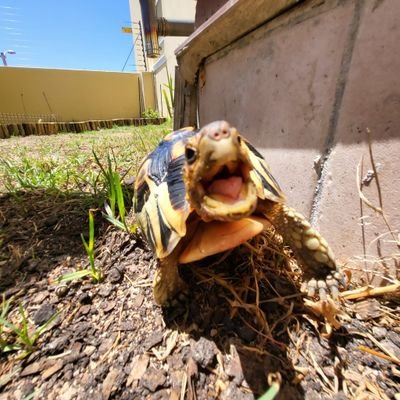 turtlecrypto_1's profile picture. $CAL | $FLOKI | $MKR 🐢