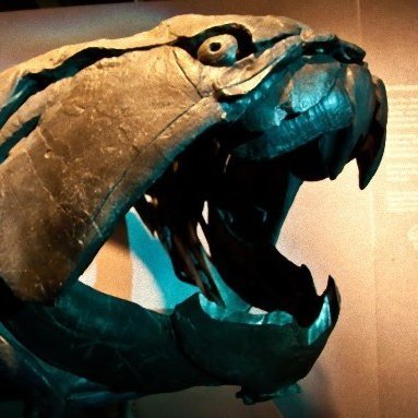 ryb_ooo's profile picture. 生物多様性関連の仕事をしています
地図と深海魚、絶滅動物が好きです