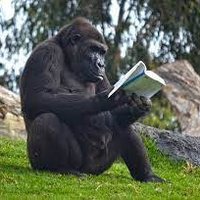 Adro🐒🏫📖 (@adro__14) 's Twitter Profile