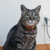 メイリオ (@meiriokikaku) 's Twitter Profile Photo