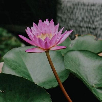 LBanzoussi's profile picture. la paix dans le monde devrait être ilimitée et nous avons besoin d'être solidaire parce que tous nous sommes un et nous resterons  1  ✋ 
Vénérable Hui-Ran