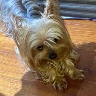 sdjgyut999's profile picture. 🍄我們的蘑菇都是清晨採收 整理好   當日面交及當日直接🍄

🍄專業冷控房栽種，蘑菇都預定量後採收當日寄，真的新鮮

【 產地來源】南投名間鄉    
【產品名稱】新鮮當日現採草菇，蘑菇，店到店
【寄送規格】3000公克 保麗龍5斤一件出貨   
【付款方式】匯款後寄出