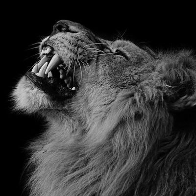 MoahloliR's profile picture. “You may shoot me with your words, you may cut me with your eyes, you may kill me with your hatefulness, but still, like air, I'll rise!”