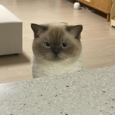 มᵕ̈さんのプロフィール画像