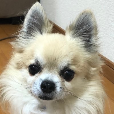 826konan's profile picture. back number 大好き  one room5年目　大きな息子の母　無言フォロー・いいね失礼します😊  対バンツアー静岡②.名古屋②.埼玉②