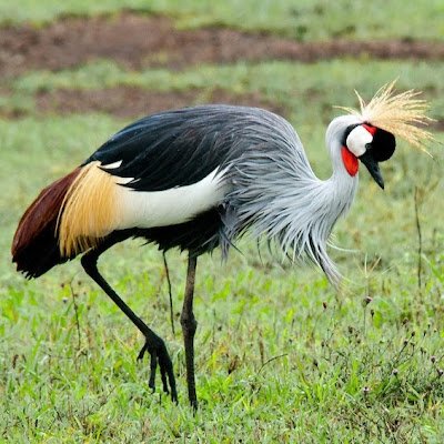 DileGuy's profile picture. 