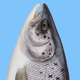 gravedlachs's profile picture. 