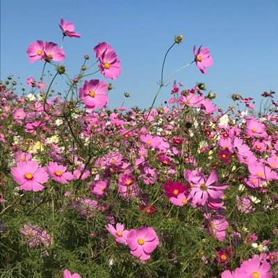 zF48hxXeAZNRSiY's profile picture. 36万双 家庭連合解散命令に反対します！マスコミ報道の在り方を問います！日本が共産化されないように、正しい情報を伝えます。藤巻亮太さんのファンです。