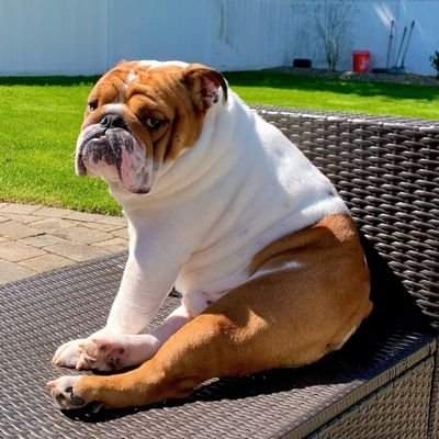 👉 Welcome to @bulldog_club2👈
👉🐕 We share @bulldog_club2👈
👉Follow us if you really love @bulldog_club2👈