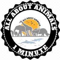 ALL ABOUT ANIMALS(@1ABOUTANIMALS) 's Twitter Profile Photo