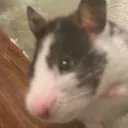 Laura Mallory - @LauraMallo64737 - Twitter