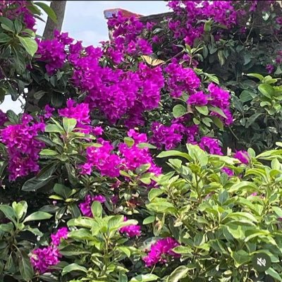 LISwEeT_'s profile picture. 