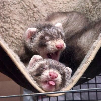 _dynamy's profile picture. artist just arting | mha/bnha & pokémon mostly | he/they