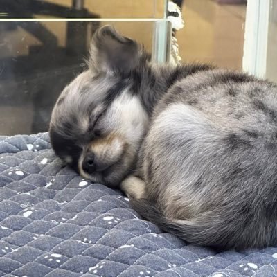 souvietc's profile picture. 