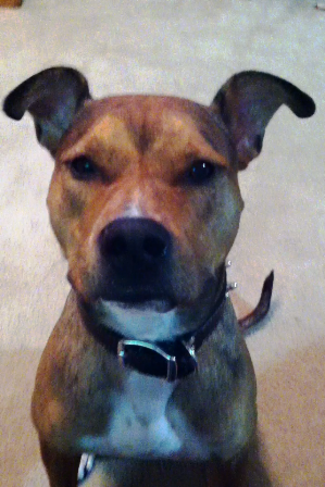 BonnieGol's profile picture. Suddenly and unexpectedly a Pit Bull (rescued from sleeping in the middle of the road) joined our family. We named her Libby.