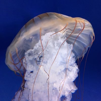 gop50k's profile picture. SWE