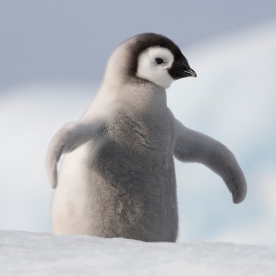 9fizmoo's profile picture. #CrunchieOG