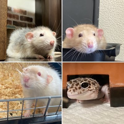 古都のドブネズミ(ROTTENGRAFFTY)と動物好きが高じて、ドブネズミ(ファンシーラット)の飼育をしていたアカウント🐁🌈今はたまにねずみとの思い出写真と、新しい家族レオパの写真を投稿しています🦎動物は…な方はサブ垢@rat_nezuへ🔜フォローファボRTお気軽にどうぞおこしやす⭕️無断転載はご遠慮下さい