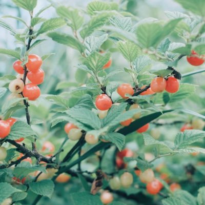 TaoevoL's profile picture. 健康がいちばん。