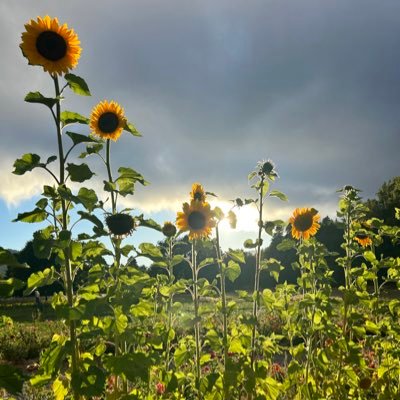 Chrisssyteeen's profile picture. Thin Mints, Sausage, & Tacos.
