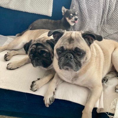 rpd1101's profile picture. pugs