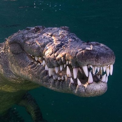 Nerocroc🐊さんのプロフィール画像
