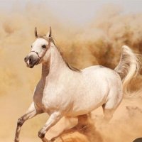 الساري🇸🇦 (@w6ecoo8enfktolq) 's Twitter Profile