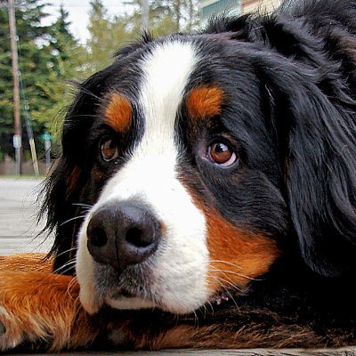 Newf and Bernese fancier.  Some people just like to watch things burn.  Me, I'm toasting marshmallows over the fire.