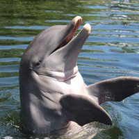 Superflydynosky (@vternity8) 's Twitter Profile Photo