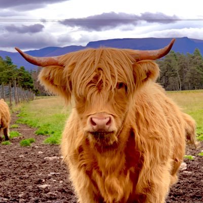 MrsH_H15's profile picture. Work in Lancs Libraries, teacher in primary education for 21 years. Governor for 9 years, Chair for the last 5 years. Slightly obsessed with highland coos 🐂