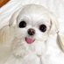 ^_^ (@urfavoritepuppy) Twitter profile photo ^_^ (@urfavoritepuppy) Twitter profile photo