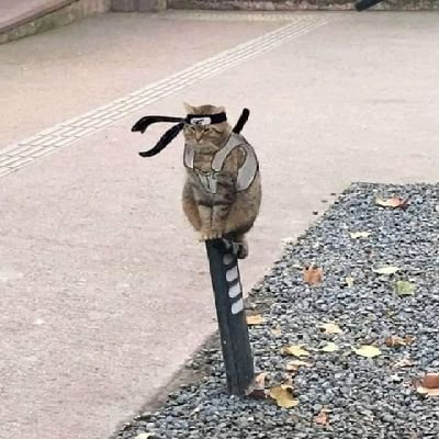 BaegSamad's profile picture. 🗿AMALEK 🔻🍉🧯 
NOTICING CONTINUES...