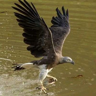 MucawiyeCaweyse's profile picture. 