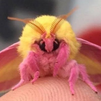 Rosy maple moth | loves lamps and wafers | wants to make friends | fluffy | other moth friends: Deaths head hawkmoth,flannel moth +2
| PARODY ACC