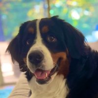 Wes (@wbuf81) 's Twitter Profile