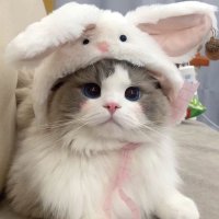 ぴゅれちゃん (@purechandayo) 's Twitter Profile