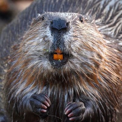 KnarlyBeaver's profile picture. How can you see the forest with all the trees blocking? Something must be done about the trees! But, there are so many trees. Oh look, a new tree over there.