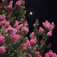 мєяαℓ (@m2_iy) 's Twitter Profile