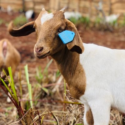 Burundian Boër GOAT Breeder,Farmer by God’s Grace, &CHEF👨🏽🍳 in Holidays.