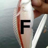 Ｆ (@fo01i5h) 's Twitter Profile