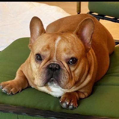 Welcome to @frenchiesowner🐕

We share daily # frenchies owner contents💙

Follow us if you really love frenchies 🥰