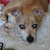 Pam & Fritzy 🐕 13yrs 🐾 (@cripdog_61) Twitter profile photo Pam & Fritzy 🐕 13yrs 🐾 (@cripdog_61) Twitter profile photo