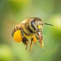 راجح ثابت ابو هيثم (@bwhytmljyl65460) 's Twitter Profile