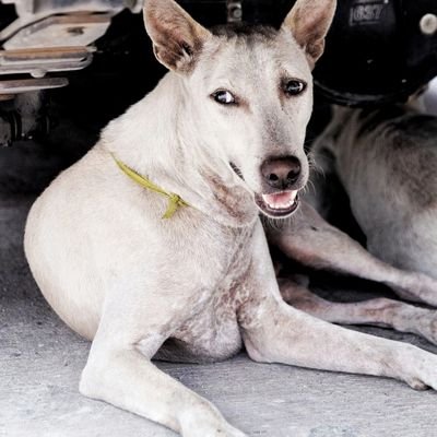 アジアの犬と食堂 / 犬の行動と心理 / 写真 / マレー半島 / ときどきインド / タイ在住＋犬3頭