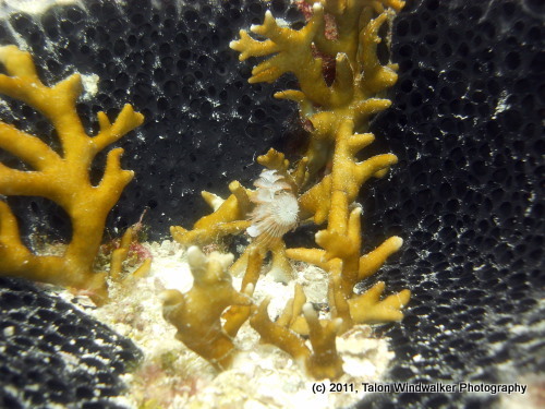 We are a PADI IDC centre based in Utila, Honduras. We offer every level from discover scuba through instructor. And of course fun divers welcome too!