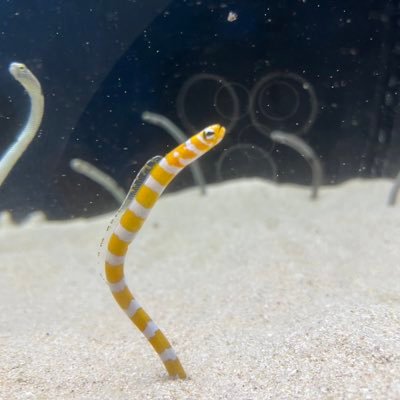 雑魚さんのプロフィール画像