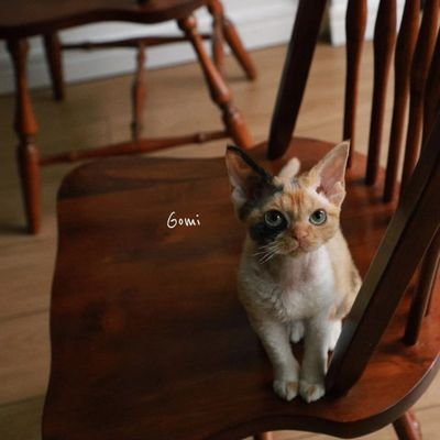 GomiDevonrex's profile picture. Gomi Devon Rex Cattery
📝Registered CFA, WCF, TICA 2018
🇨🇳China, Guangdong.
📲Wechat: yxttt123456
微博: Gomi家的德文卷毛猫